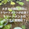 メダカの病気予防にトリートメントが必須？トリートメントのやり方と期間は？