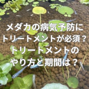 メダカの病気予防にトリートメントが必須?トリートメントのやり方と期間は?
