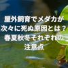 屋外飼育でメダカが次々に死ぬ原因とは？春夏秋冬それぞれの注意点