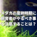 メダカの産卵時期に飼育者がやるべき事と注意することは？