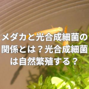 メダカと光合成細菌の関係とは?光合成細菌は自然繁殖する?