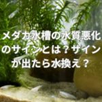 メダカ水槽の水質悪化のサインとは？サインが出たら水換え？