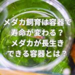 メダカ飼育は容器で寿命が変わる？メダカが長生きできる容器とは？