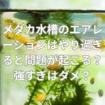 メダカ水槽のエアレーションはやり過ぎると問題が起こる？強すぎはダメ？