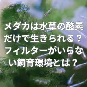 メダカは水草の酸素だけで生きられる？フィルターがいらない飼育環境とは？